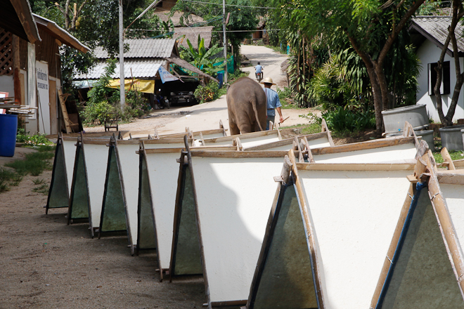 Thailandia carta cacca elefanti